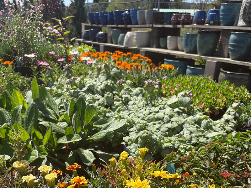Spring flowers and nursery plants